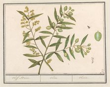 Olive (Olea europaea), 1596-1610. Creators: Anselmus de Boodt, Elias Verhulst.