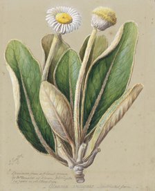 Pachystegia insignis, c.1885. Creator: Sarah Featon.