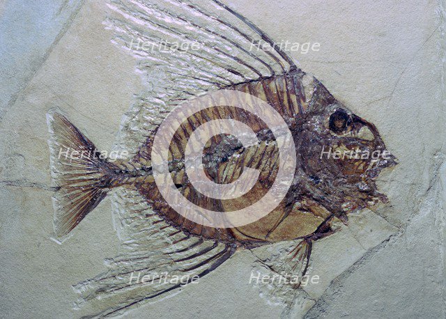 Fossil Fish. Artist: Unknown
