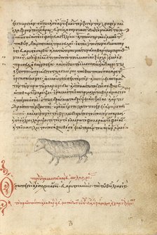 A Sheep, 1510-1520. Creator: Unknown.