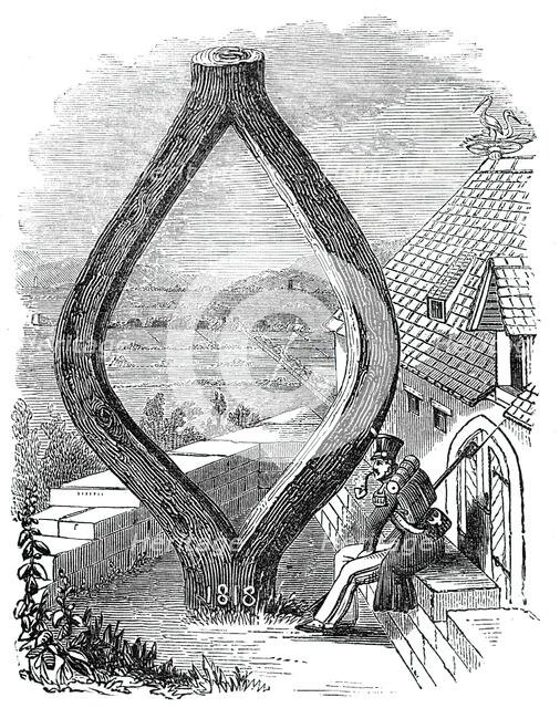 Curious Oak at Baden-Baden, 1844. Creator: Unknown.