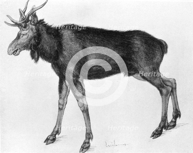 'Young Scandinavian Elk with Immature Antlers', late 15th-early 16th century (1913).Artist: Albrecht Dürer