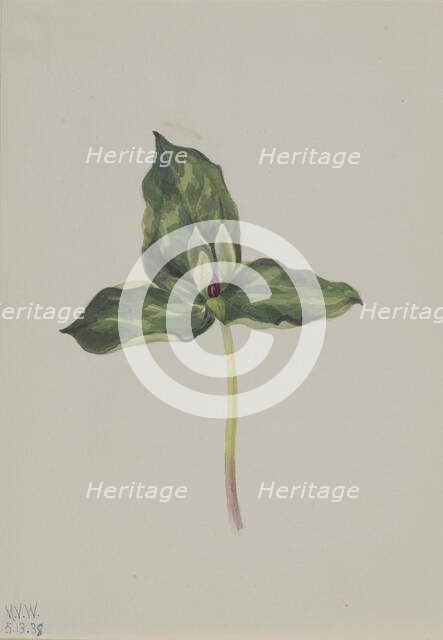 Trillium discolor, 1938. Creator: Mary Vaux Walcott.