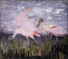 Roseate Spoonbills, study for book Concealing Coloration in the Animal Kingdom, ca. 1905-1909. Creator: Abbott Handerson Thayer.