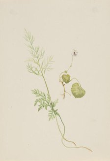 Viola palustris, ca. 1917-1918. Creator: Mary Vaux Walcott.