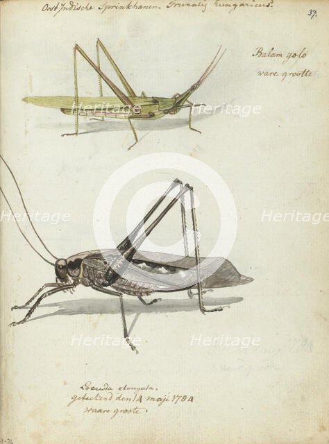 Indonesian locusts, 1784. Creator: Jan Brandes.