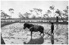 Raking a rice field, Japan, 1904. Artist: Unknown