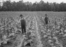 Topping tobacco, Shoofly, North Carolina, 1939. Creator: Dorothea Lange.