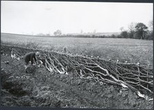 Hedgelaying near Kilworth, Harborough, Leicestershire, 1930s. Creator: J Dixon Scott.