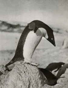 'An Adélie Penguin About To Dive', c1910–1913, (1913). Artist: Herbert Ponting.