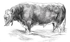 Mr. W. Brine's long-horned bull, 1844. Creator: Unknown.