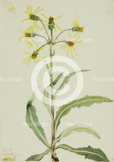 Mourning Groundsel (Senecio lugens), 1921. Creator: Mary Vaux Walcott.