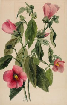 Rose Gentian (Sabbatia angularis), 1880. Creator: Mary Vaux Walcott.