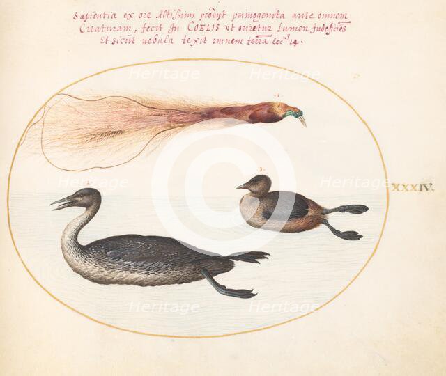Animalia Volatilia et Amphibia (Aier): Plate XXXIV, c. 1575/1580. Creator: Joris Hoefnagel.