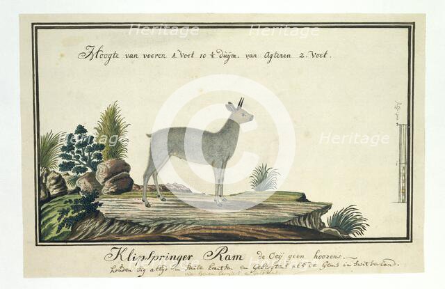 Oreotragus oreotragus (Klipspringer), 1777-1786. Creator: Robert Jacob Gordon.