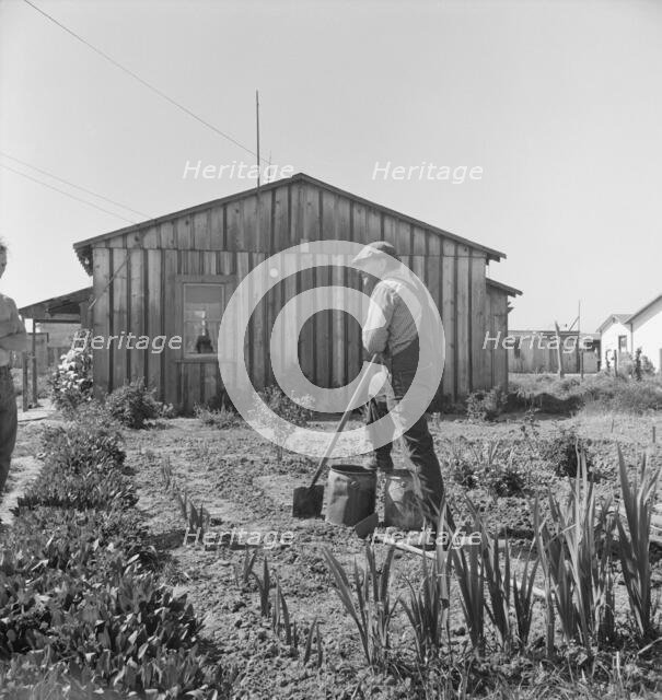 Farmer who has small plot...on outskirts of Salinas, CA, 1939. Creator: Dorothea Lange.