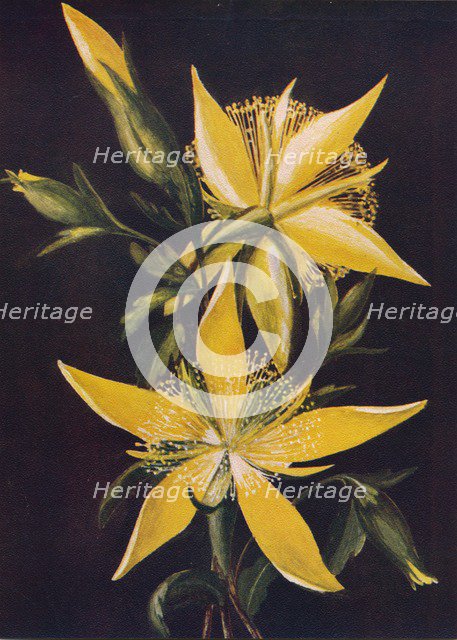 'Blazing Star', c1915, (1915). Artist: Emma Graham Clock.