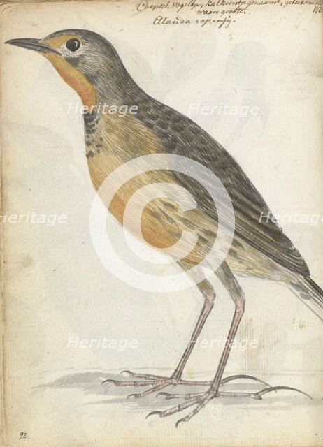 Cape bird, 1786. Creator: Jan Brandes.