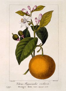 Sweet Orange: Citrus sinensis var: Bigaradia violacea, pub. 1836. Creator: Panacre Bessa (1772-1846).