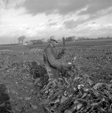 Harvesting sugar beet, Scania, Sweden, 1949. Artist: Otto Ohm