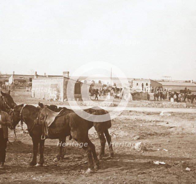 Horses, Somme-Tourbe, northern France, c1914-c1918. Artist: Unknown.