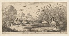 Perdix rubra, Perdix rouge (The Red-Legged Partridge): Livre d'Oyseaux (Book of Birds..., 1655-1660. Creator: albert flamen.