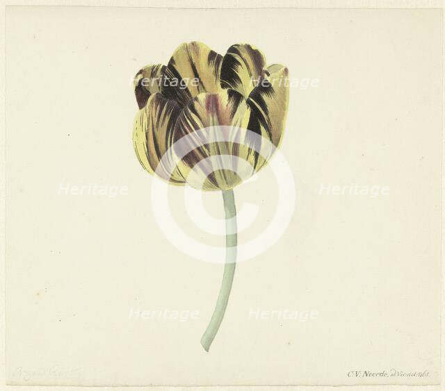Tulip called Bizard Rosette, 1741-1795. Creator: Cornelis van Noorde.