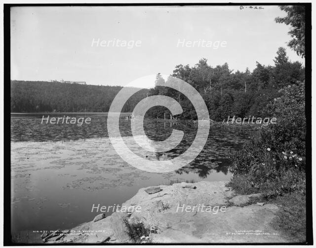 Pond lillies i.e. lilies in South Lake, Catskill Mountains, N.Y., c1902. Creator: Unknown.