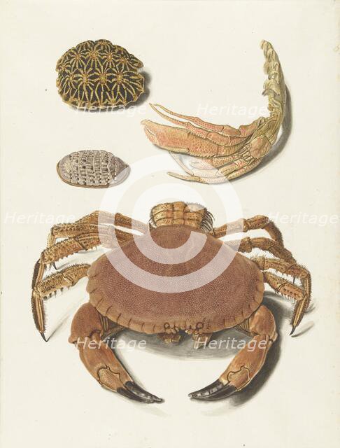 A crab, pincers, and two turtle shells, 1726-1779. Creator: Johann Gustav Hoch.