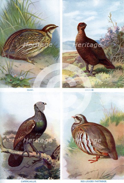 Game birds from Harmsworth Natural History, 1910 (1911-1912).Artist: Richard Lydekker