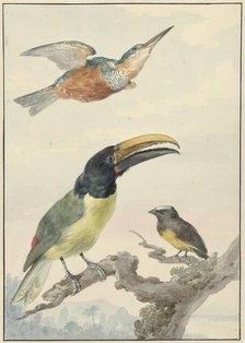 Three birds: a kingfisher, a prince von Wied's toucan and an organist finch, 1720-1792. Creator: Aert Schouman.