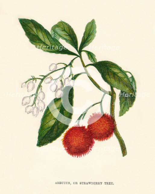 'Arbutus, or Strawberry Tree', c1891, (1891). Artist: Anne Pratt.