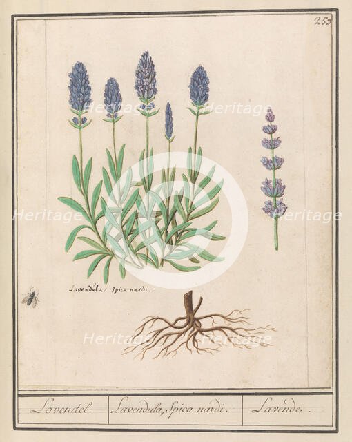 Lavender (Lavandula), 1596-1610. Creators: Anselmus de Boodt, Elias Verhulst.