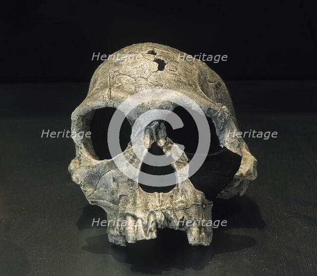Cranium, Homo Habilis, Fossil KNM ER 1813, 1.9 milliions years old, Koobi Fora, Kenya, Africa (2001) Creator: LTL.