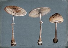 Two parasol mushrooms (Lepiota procera) and a shaggy parasol mushroom (Lepiota rhacodes), 1898. Creator: Unknown.
