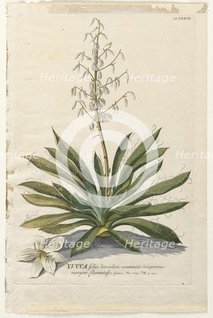 Plantae Selectae: No. 37 - Yucca. Creator: Georg Dionysius Ehret (German, 1708-1770); Christopher Jacob Trew (German).