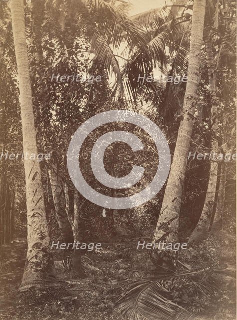 Tropical Scenery, Forest Near Turbo, 1871. Creator: John Moran.