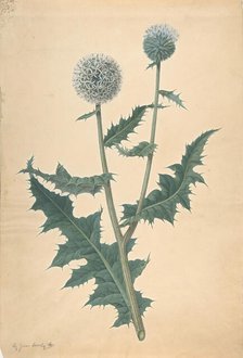 Study of a Thistle, before 1822. Creator: James Sowerby.
