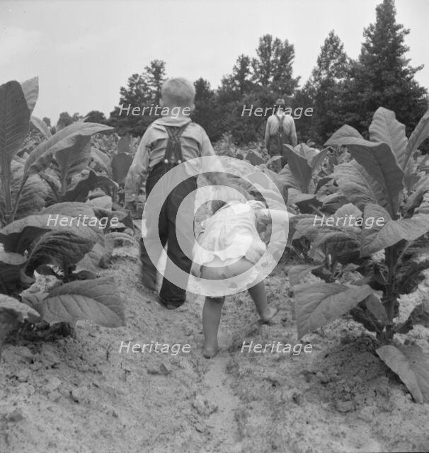 Children helping father, tobacco sharecropper, at work..., Person County, North Carolina, 1939. Creator: Dorothea Lange.