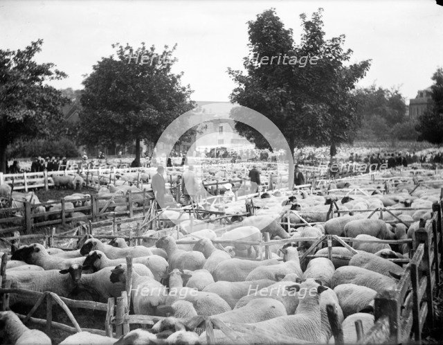 Sheep fair at East Ilsley, Berkshire, c1860-c1922. Artist: Henry Taunt