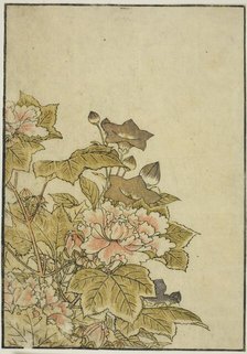 Autumn Flowers: Peonies and Bellflowers, from the book "Mirror of Beautiful Women of the..., 1776. Creator: Shunsho.