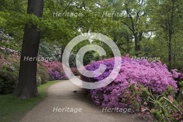 Isabella Plantation, Richmond Park, Richmond, Surrey, England, UK, 14/5/10.  Creator: Ethel Davies.