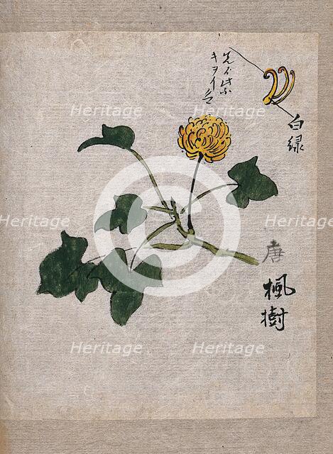 A plant, possibly a knotweed (Polygonum species): flowering stem and leaves. Creator: Unknown.