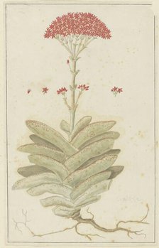 Crassula perfoliata L. (Sekelblaarplakkie), 1777-1786. Creator: Robert Jacob Gordon.