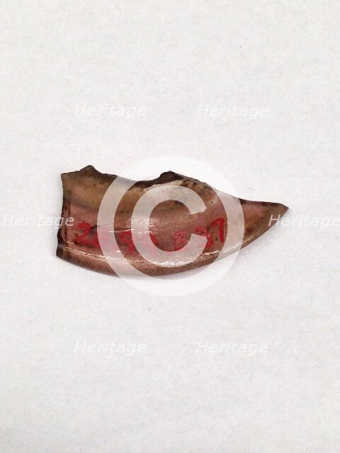 Fragment, European or Middle Eastern, ca. 1150-ca. 1250. Creator: Unknown.