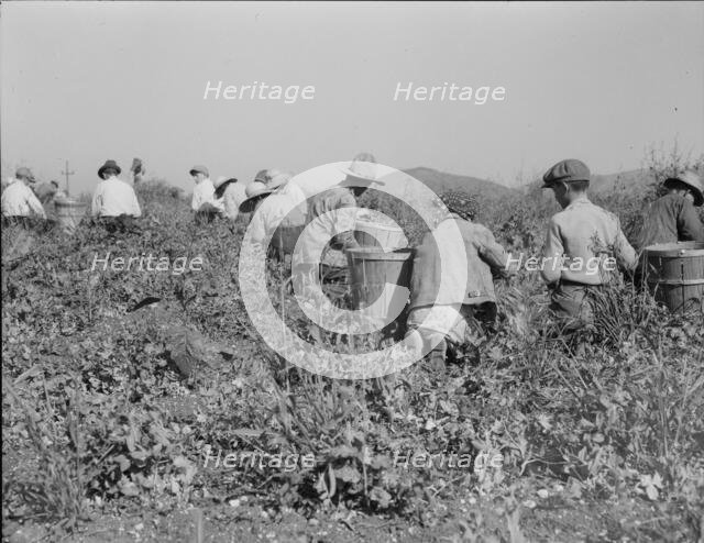 Picking peas near Nipomo, California, 1937. Creator: Dorothea Lange.