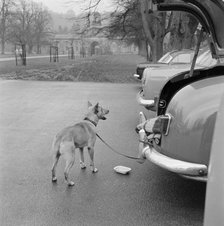 Dog tethered near the stables, Chatsworth House, Derbyshire, 1959. Artist: John Gay