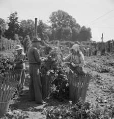 Migratory field workers in hop field, near Independence, Oregon, 1939. Creator: Dorothea Lange.
