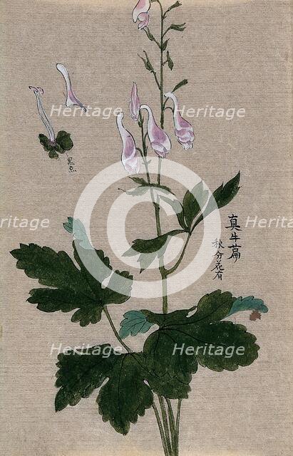 A plant, possibly a Corydalis species: flowering and fruiting stem with floral segments. Creator: Unknown.