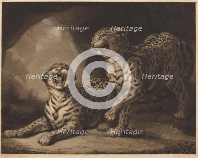 Leopards, 1798. Creator: Samuel William Reynolds.